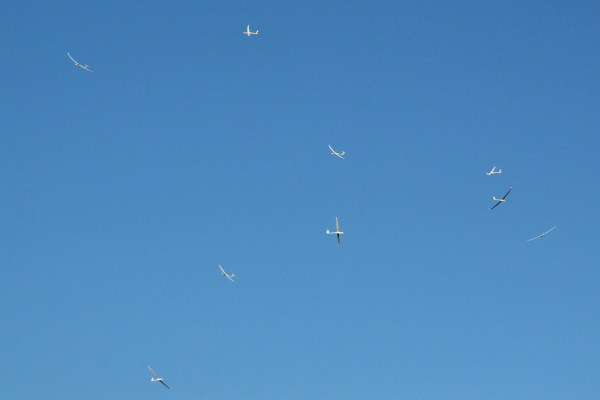 Gaggle : collective noun for a group of gliders